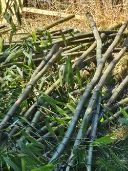 Bamboo all sizes  non runners timber bamboo