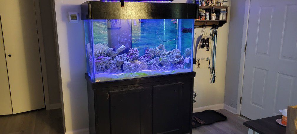 100 Gallon Salt Water Fish Tank