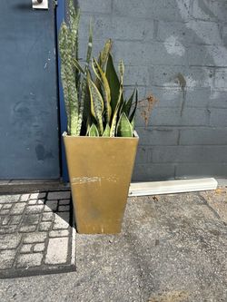 Potting Plant and Vase
