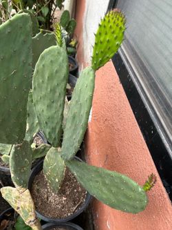 Planta de nopal