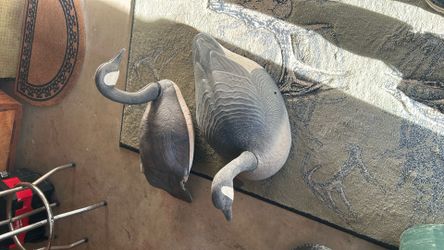 Canadian Geese Decoys