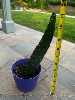 Small Road Kill Cactus