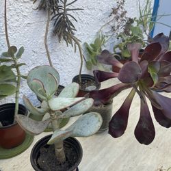 ‼️🌵🪴MOVING OUT PLANTS SALE! EVERYTHING MUST GO! 🌱🪻‼️