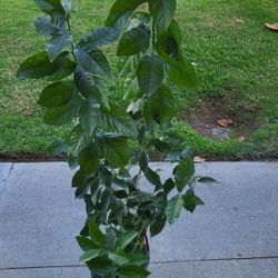 Organic Lemon Tree Plant $95.00