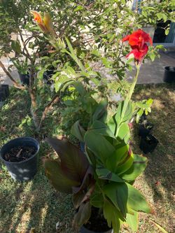 Canna Lily  two colors 25