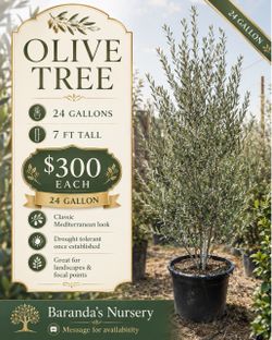 🫒 Olive Trees 🫒