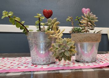 Succulents