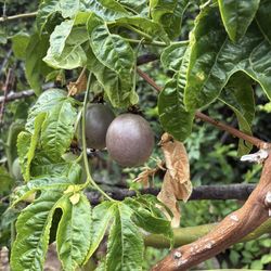 Passion fruit seedlings