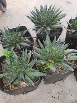 Planta