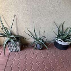 Aloe Plants 