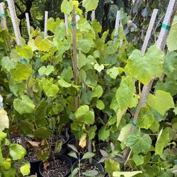 2 Types Of Edible Grape Plants In !!
