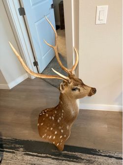 Axis Deer Mount