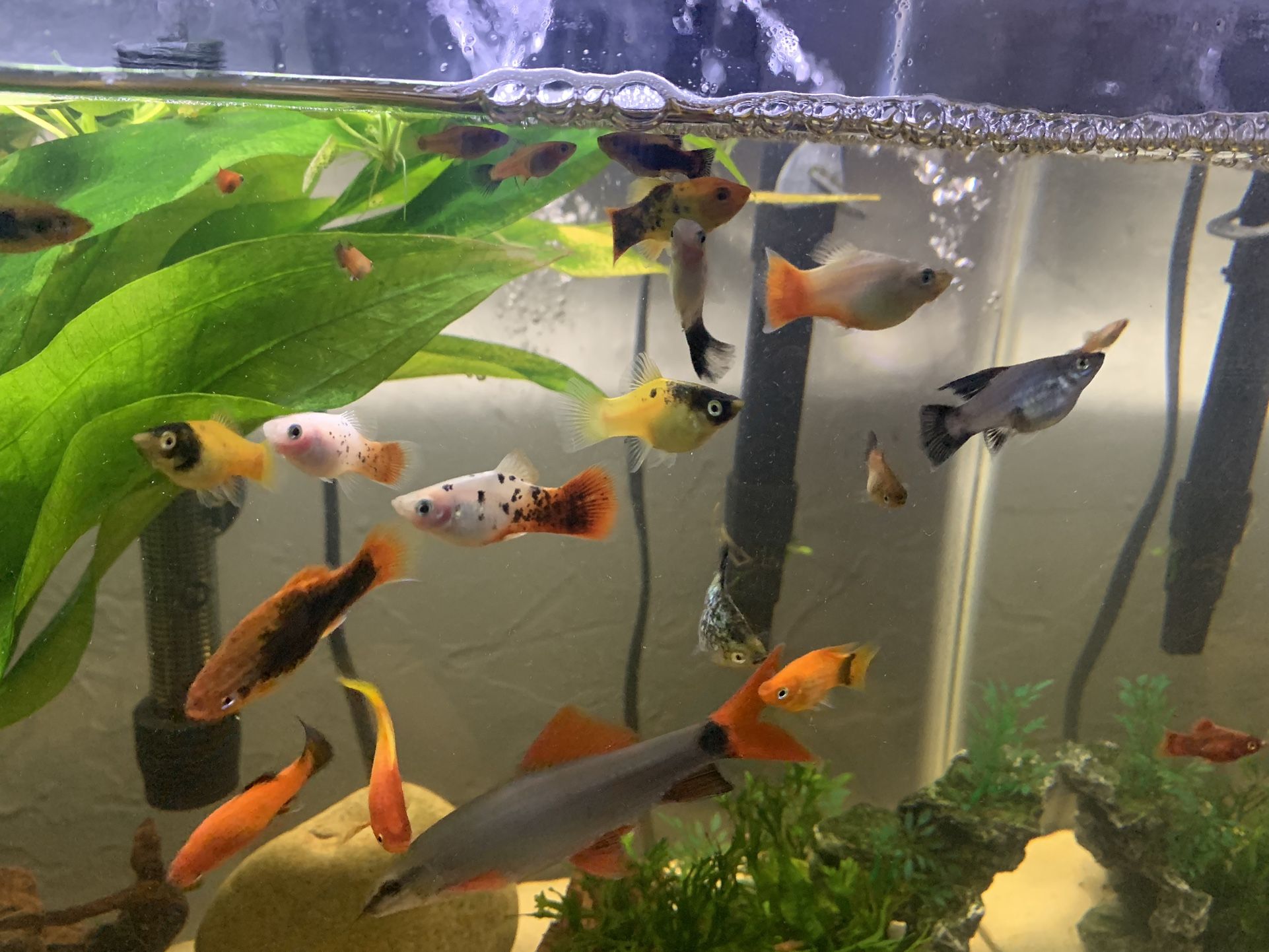 Assorted platys