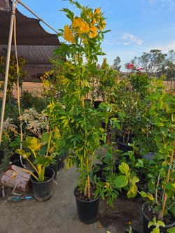 Tecomaria
