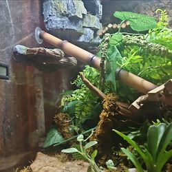18x18x24 bioactive setup w/gecko 30 gallon