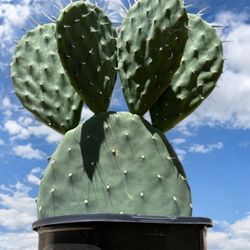 Prickly Pear Opuntia Cactus $10 Each