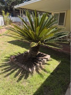 Sago palm tree