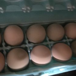 Fresh Egg