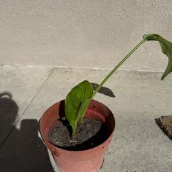 Bird of Paradise Palm