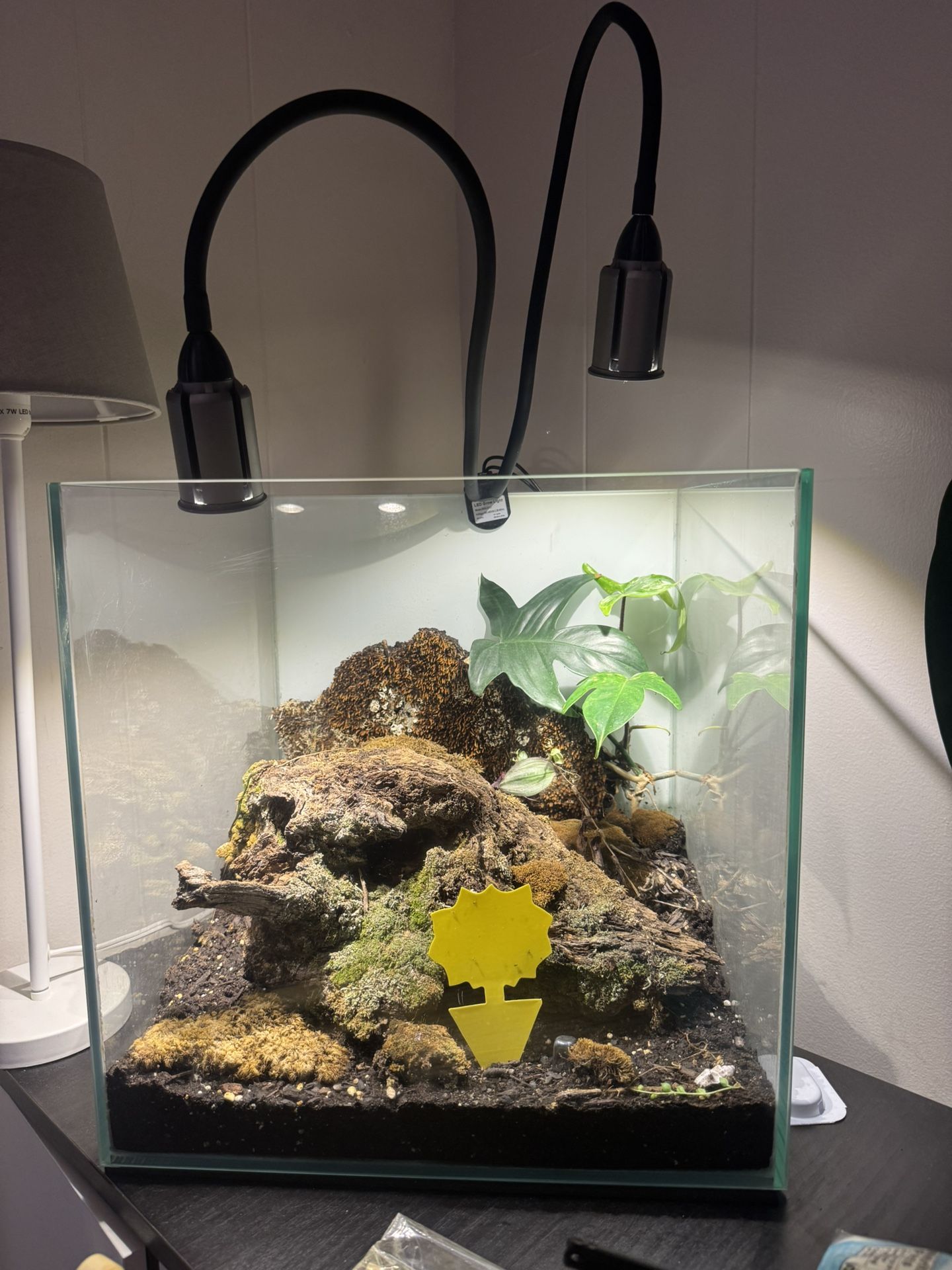 Establish Terrarium