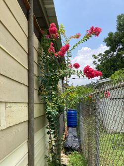 Crape Myrtle the 30 gallon it’s 9 feet tall