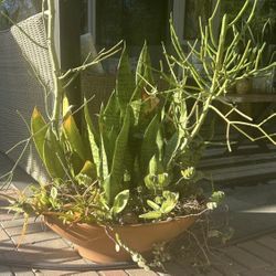 Large Terra Cotta Succulent Bowl - Multi-Plant Arrangement