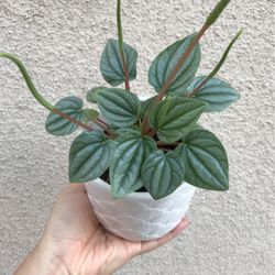 Beautiful Peperomia Frost Plant With Pot