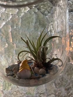 15” Hanging, 4” Diameter Glass Terrarium Air Plant with Plastic Gnome