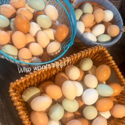 Pasture Raised Eggs 🍳 
