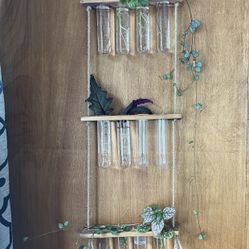 House Plant Cuttings 