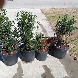 Hollies For Sale 