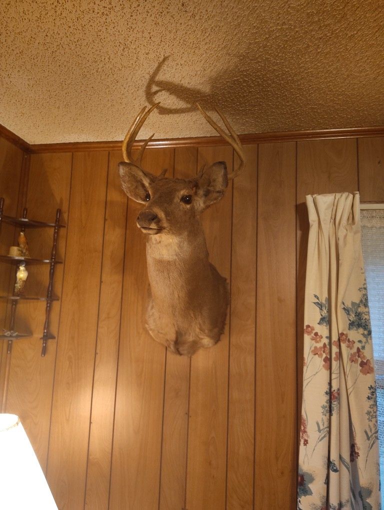 Deer Head 8 Pointer,Elk Head 4 Pointer