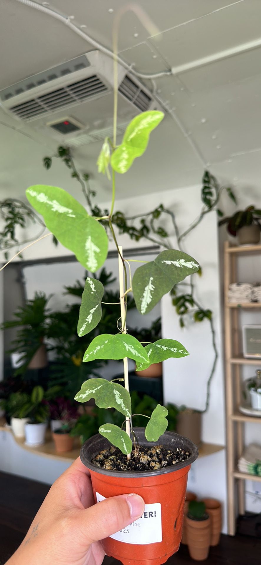 RARE Passiflora Colinvauxii Butterfly Vine