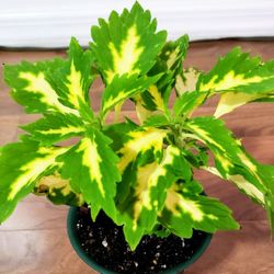 Beautiful Healthy Live Coleus Stained Palisade House Plants With 4 Inch Plastic pots 