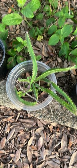 Dragon fruit seedlings