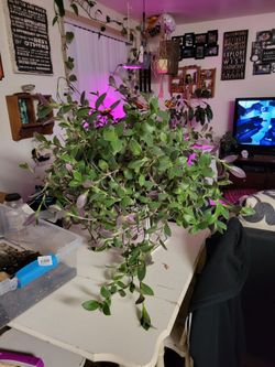 Wandering "Dude" Cuttings