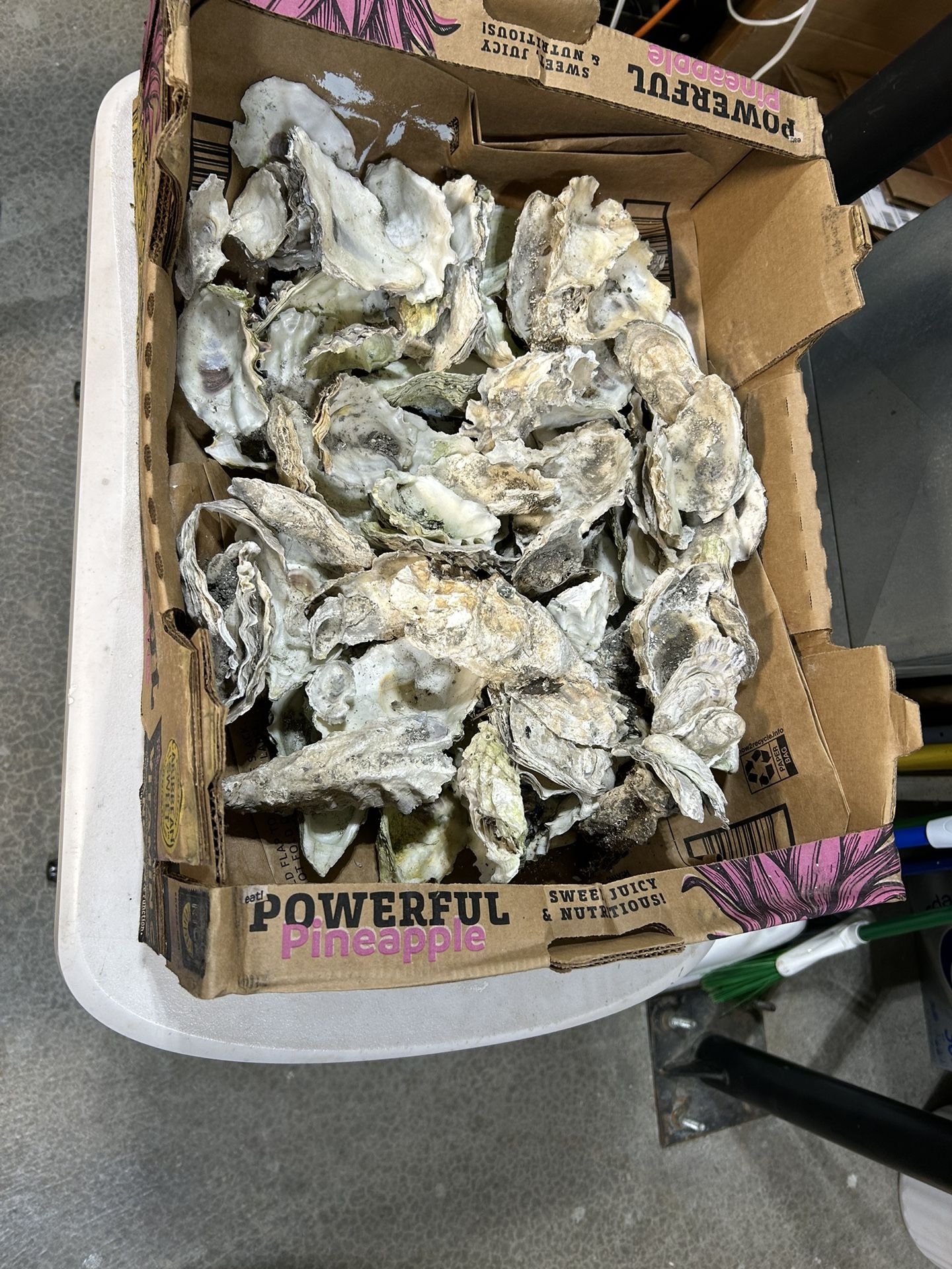 Oyster Shells (read Description)