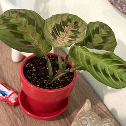 Maranta, Prayer House Plant In Cute Ceramic Pot 4"H With Saucer .