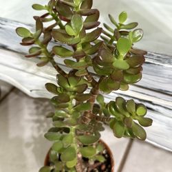🌿—a symbol of prosperity♥️LUCKY Jade/GUD LUCK Plant👉PLS READ DESCRIPTION♥️WELL ESTABLISHED Trees