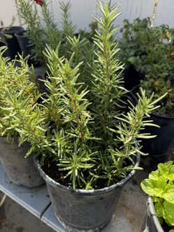 Rosemary Plants For Sale