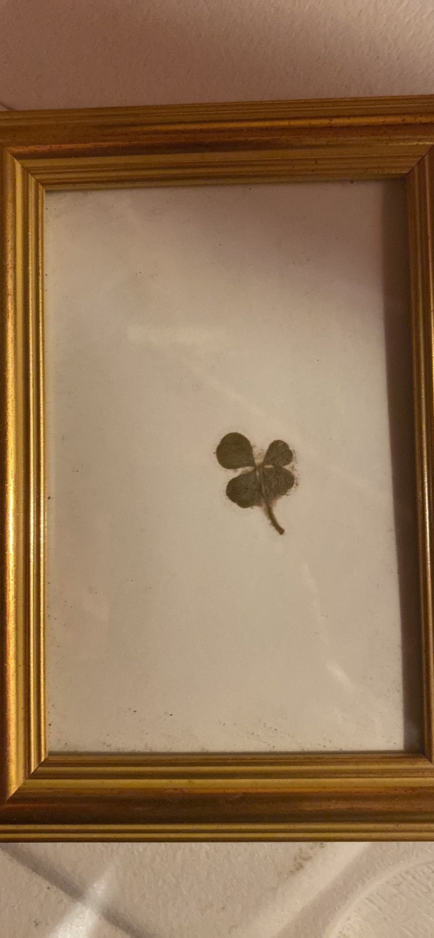 Vintage Lucky Four Leaf Clover Real in frame 5x7