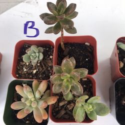 Buy 3 Succulents Get 1 Free