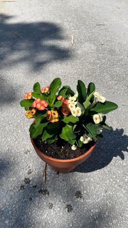 Crown of thorn, double color