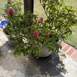 Beautiful Justicia  Flower In Big Pot. 