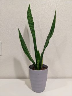 Real Snake Plant Sansevieria