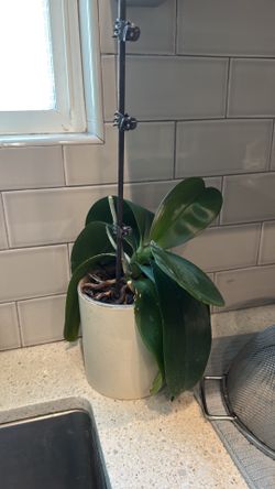 Sleeping Orchid in White Ceramic Pot