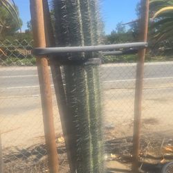 Drought-Tolerant Plants