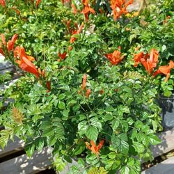 Flowering Plants 🦋🌱