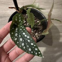 Begonia Indoor House Plant