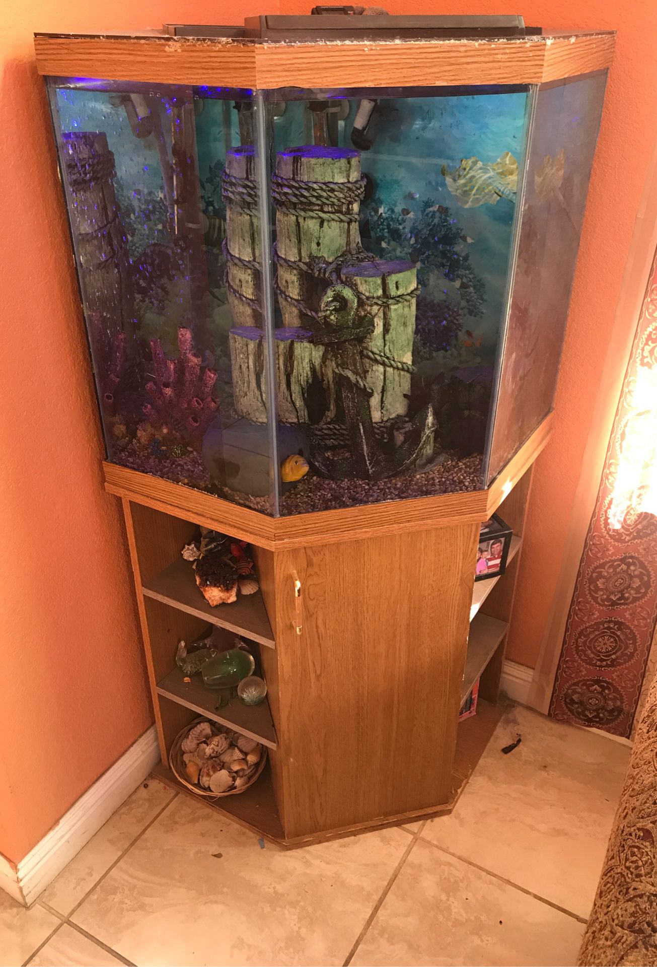 55 gallon corner aquarium